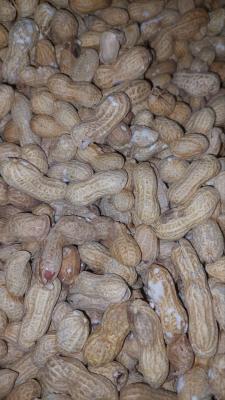 بادام خاکی لوکس فله